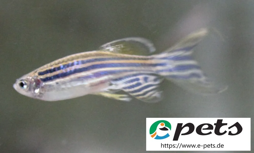 Brachydanio rerio long fin / Zebrabärbling Schleier Nur Heute