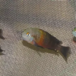 Neu Tropheus moorii Bemba orange