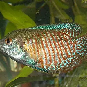 Colisa lalia male / Zwergfadenfisch männlich Must-Have