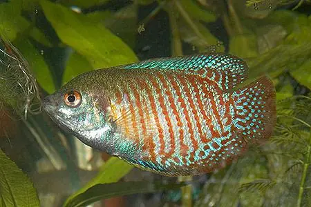 Colisa lalia male / Zwergfadenfisch männlich Must-Have