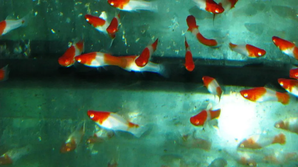 Sonderaktion Xiphophorus helleri koi red-white kohaku / Schwertträger sarassa rot-weiss