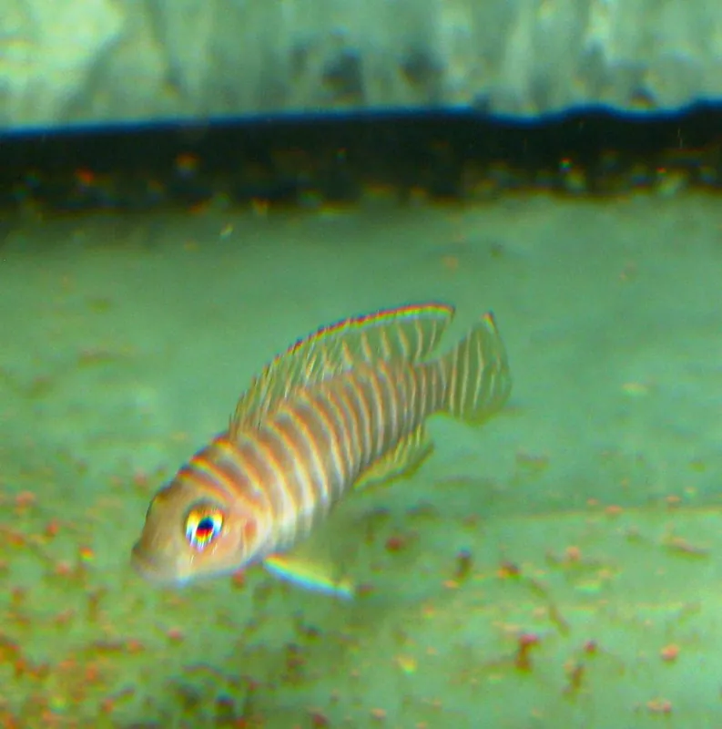 Neolamprologus similis / Tanganjika Buntbarsch Expressversand