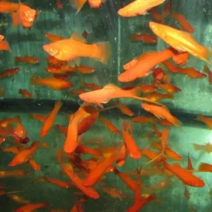 Heißes Angebot Xiphophorus helleri Wien / Schwerträger Wien