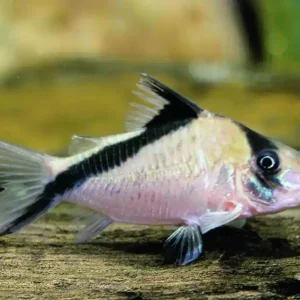 Günstig Corydoras mellini / Kopfbinden - Panzerwels