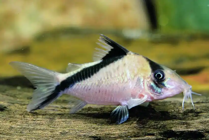 Günstig Corydoras mellini / Kopfbinden - Panzerwels