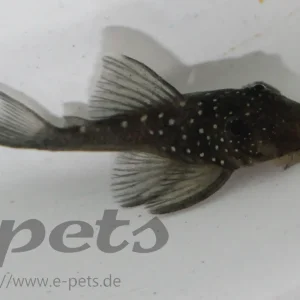 L - 128 Chaestostoma sp. / Feinpunktierter Saugwels Markenprodukt