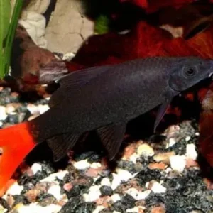 Epalzeorhynchus / Labeo bicolor / Feuerschwanz Billig