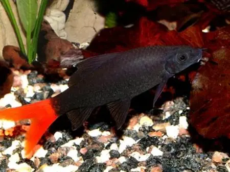 Epalzeorhynchus / Labeo bicolor / Feuerschwanz Billig