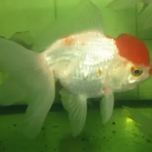 Caras.aurat.schl. red cap oranda/ SSchw. Rotkäpchen Oranda Online Kaufen