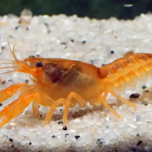 Cambarellus patzcuarensis orange / Minikrebs orange Preisknaller