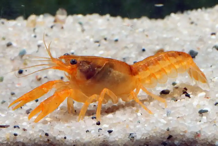 Cambarellus patzcuarensis orange / Minikrebs orange Preisknaller