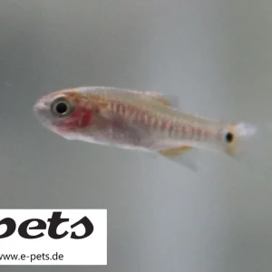 Boraras erythromicron / Quergestreifte Microrasbora Preisknaller