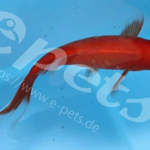 Carassius auratus red comet / Goldfisch rot langflossen Wochenendangebot