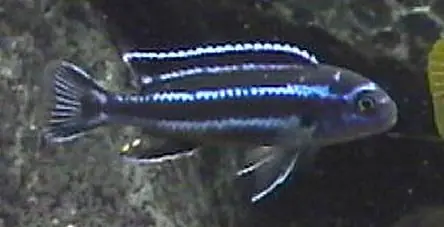 Billig Pseudotropheus cyaneorhabdos / Melanochromis maingano