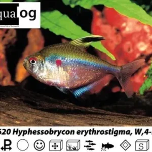 Hyphessobrycon erythrostigma Preisknaller