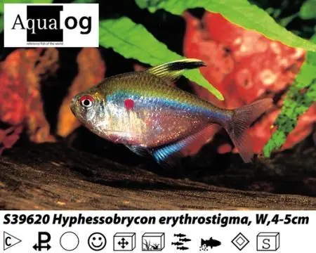 Hyphessobrycon erythrostigma Preisknaller