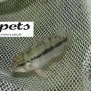 Apistogramma sp.red point Begrenztes Angebot