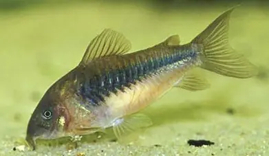 Corydoras aeneus schultzei / Metall - Panzerwels Finale Aktion