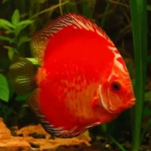Billig Symp. discus marlboro red / Diskus rot marlboro