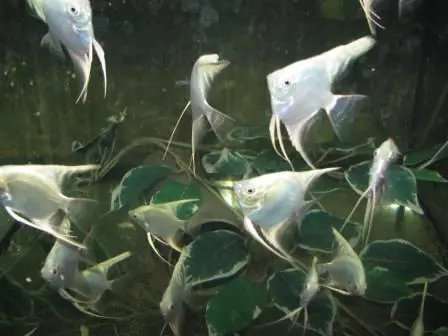 Pterophyllum scalare silver platinum / Skalar platinum weiss Neu