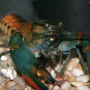 Cherax lorentzi / Cherax blue moon Begrenztes Angebot
