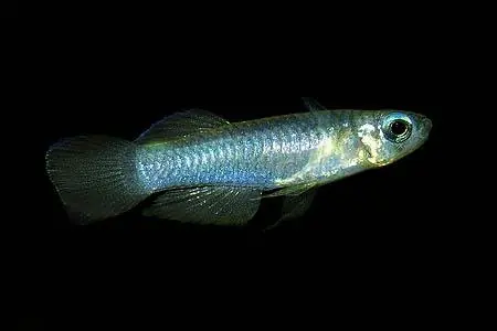 Aplocheilichthys normani / Leuchtaugenfisch Neu