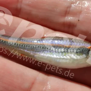 Beliebt Notropis chrosomus / Regenbogenelritze