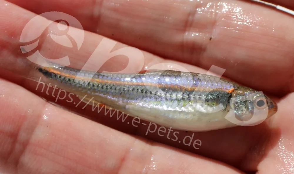 Beliebt Notropis chrosomus / Regenbogenelritze