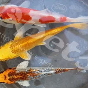 Jetzt Kaufen Karp koi mix Israel AA Quality / Koi mix AA Auswahl