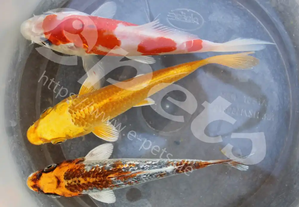 Jetzt Kaufen Karp koi mix Israel AA Quality / Koi mix AA Auswahl