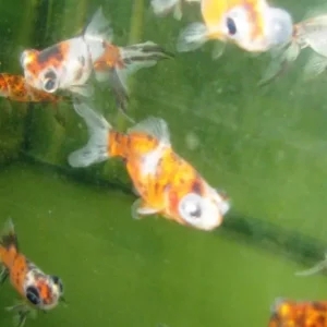 Carassius auratus schleier Mix telescope / Schleierschwanz gem.Farbe Abverkauf