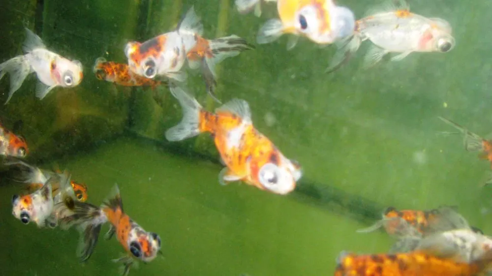 Carassius auratus schleier Mix telescope / Schleierschwanz gem.Farbe Abverkauf