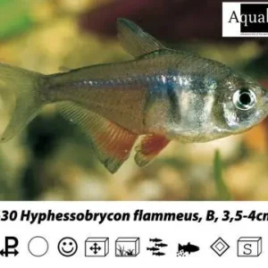 Abverkauf Hyphessobrycon flammeus / Roter von Rio