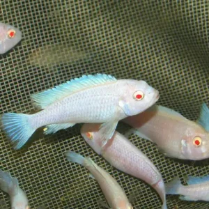 Pseudotropheus socolofi albino / Socolofs Albinobuntbarsch Mega-Angebot