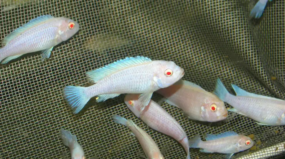 Pseudotropheus socolofi albino / Socolofs Albinobuntbarsch Mega-Angebot