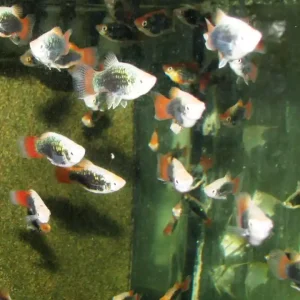 Heißes Angebot Xiphophorus maculatus Hawai / Platy schwarz-rot