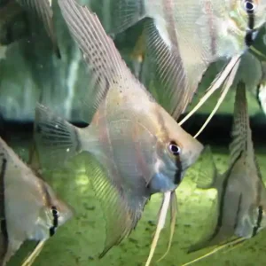 Zertifiziert Pterophyllum sp. Rio Nanay F1 / Skalar Rio Nanay. WF NZ