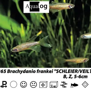Brachydanio frankei long fin / Leopardbärbling schleier Neue Kollektion