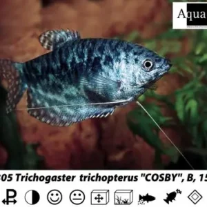 Ausverkauf Trichogaster cosby / Marmorfadenfisch