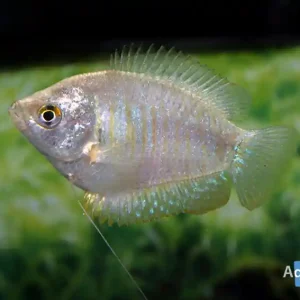 Colisa lalia FEMALE MIX / Zwergfadenfisch WEIBLICH Direktkauf