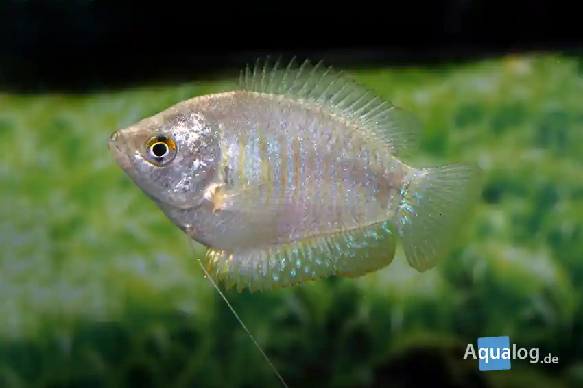 Colisa lalia FEMALE MIX / Zwergfadenfisch WEIBLICH Direktkauf