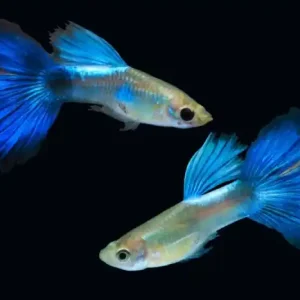 Guppy blue neon male / Guppy männl. blau Billig