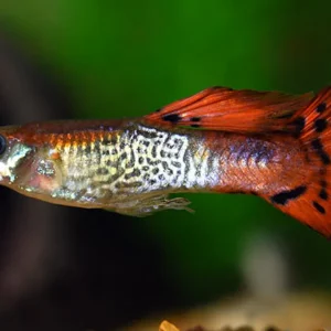 Guppy cobra red male / Guppy männl. rot getigert Nur Für Kurze Zeit