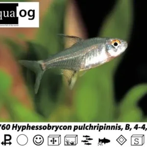 Hyphessobrycon pulchripinnis / Zitronensalmler Preisknaller