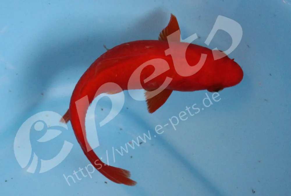 Schnäppchen Carassius auratus red CZNZ / Goldfisch rot