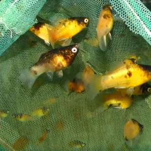 Billig Bienenplaty / Xiphophorus maculatus bumble bee