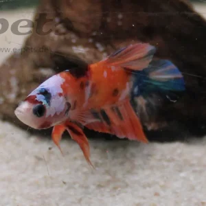 Kampffisch männlich KOI PLAKAT / Betta splendens male PLAKAT KOI Highlight
