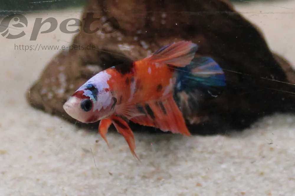 Kampffisch männlich KOI PLAKAT / Betta splendens male PLAKAT KOI Highlight
