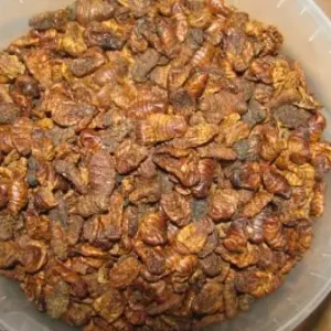 Günstig Silkworm pupae Seidenraupen sonnengetrocknet Packung 5kg