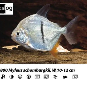Aktuell Myleus schomburgkii / Schomburgs - Scheibensalmler